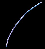 Rod-shaped bacterium,SEM