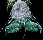 Bluebottle fly foot,SEM