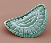 Diatom,SEM