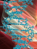 DNA molecule,artwork