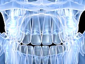 Human skull with teeth,computer artwork