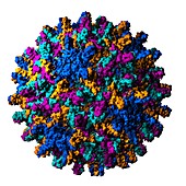 Hepatitis B virus particle