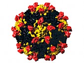 Coxsackie B3 virus particle