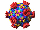 Reovirus particle,molecular model