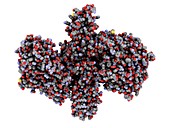 Botulinum toxin A,molecular model