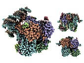 Lambda integrase molecule