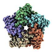 Lumazine synthase,molecular model