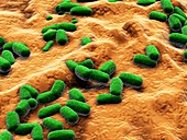 E coli bacteria,artwork