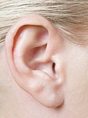 Woman's ear