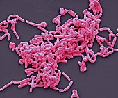 Lactobacillus casei bacteria,SEM
