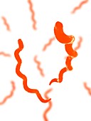 Syphilis bacteria,artwork