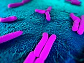 Bacteria,conceptual artwork