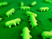 Salmonella bacteria,artwork