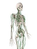 Lymphatic system,artwork