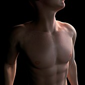 Male torso,artwork