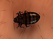 Bedbug,artwork