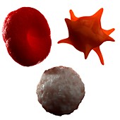Blood cells,artwork