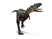 Aucasaurus dinosaur,artwork