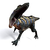 Aucasaurus dinosaur,artwork