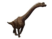 Brachiosaurus dinosaur,artwork