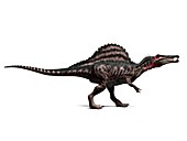Spinosaurus dinosaur,artwork