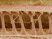 Inner ear hair cells,SEM