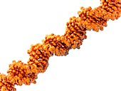 DNA molecule,artwork
