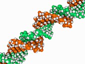 DNA molecule,artwork