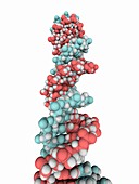 DNA molecule,artwork