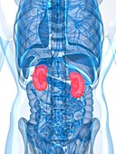 Healthy kidneys,artwork