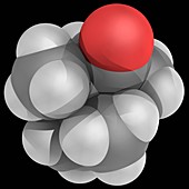 Camphor molecule