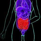 Abdominal pain,conceptual artwork