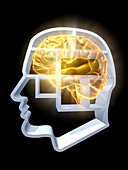 Head profile with brain compartments