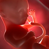 Foetus at 28 weeks,artwork