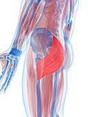 Gluteus maximus muscle,artwork