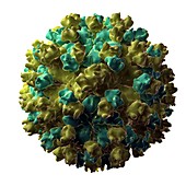 Hepatitis E virus particle