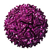 Sindbis virus particle