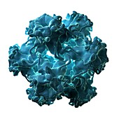 Human papilloma virus particle
