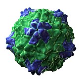 Ryegrass mottle virus particle
