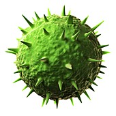 Venezuelan haemorrhagic fever virus