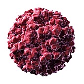 Norovirus particle