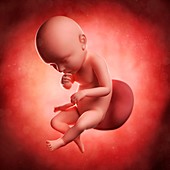 Foetus at 39 weeks,artwork