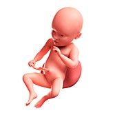 Foetus at 34 weeks,artwork