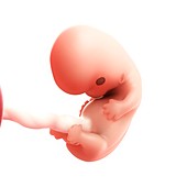 Foetus at 8 weeks,artwork