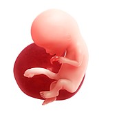 Foetus at 12 weeks,artwork