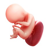 Foetus at 18 weeks,artwork