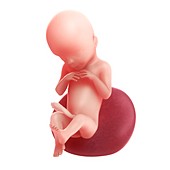 Foetus at 20 weeks,artwork