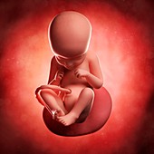 Foetus at 29 weeks,artwork