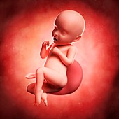 Foetus at 31 weeks,artwork