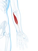 Lower arm muscle,artwork